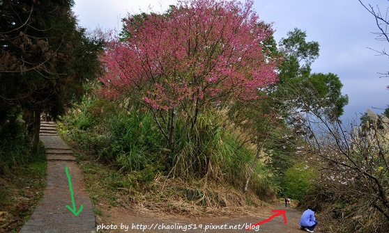 新竹橫山賞櫻-19.JPG