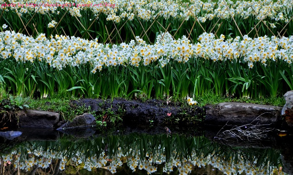 陽明山水仙花園-25.JPG