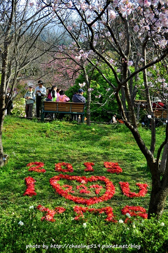 2015陽明山花季-2.JPG