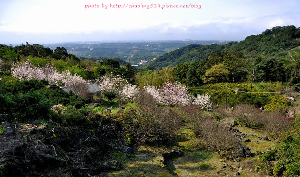 淡水楓樹湖辛夷花-11.JPG