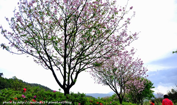 三芝三生步道-12