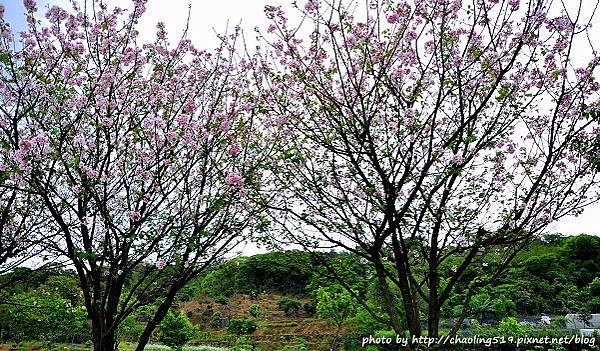 三芝三生步道-11