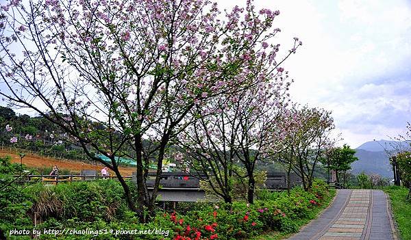 三芝三生步道-16