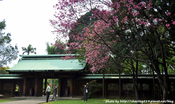 桃園神社賞櫻-5.JPG