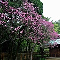 桃園神社賞櫻-7.JPG