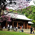 桃園神社賞櫻-16.JPG