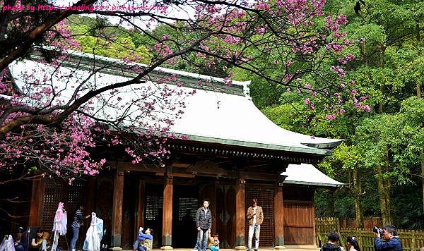 桃園神社賞櫻-17.JPG