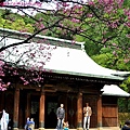 桃園神社賞櫻-17.JPG