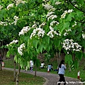 客家大院2015桐花季-1.JPG