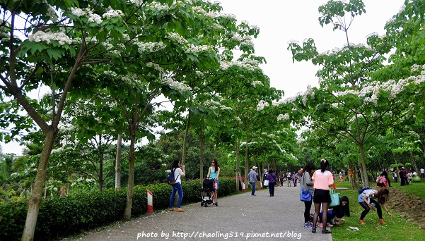 客家大院2015桐花季-3.JPG