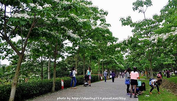 客家大院2015桐花季-3.JPG