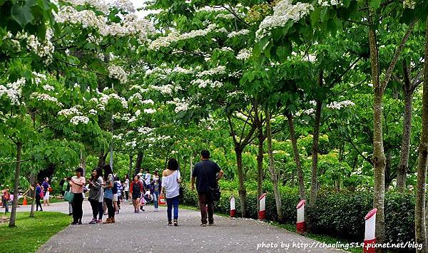 客家大院2015桐花季-4.JPG