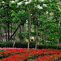 客家大院2015桐花季-10.JPG