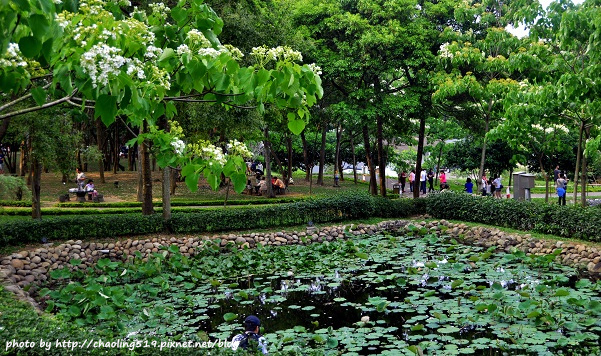 客家大院2015桐花季-15.JPG