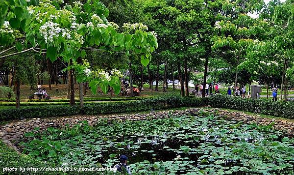 客家大院2015桐花季-15.JPG