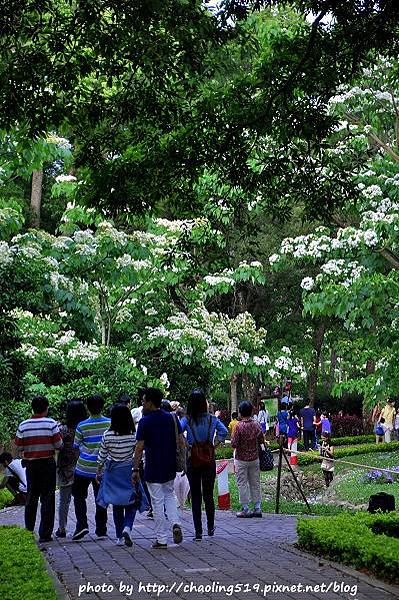 客家大院2015桐花季-18.JPG