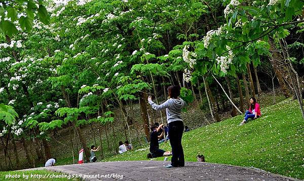 客家大院2015桐花季-23.JPG