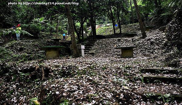 崑崙植物園-21.JPG