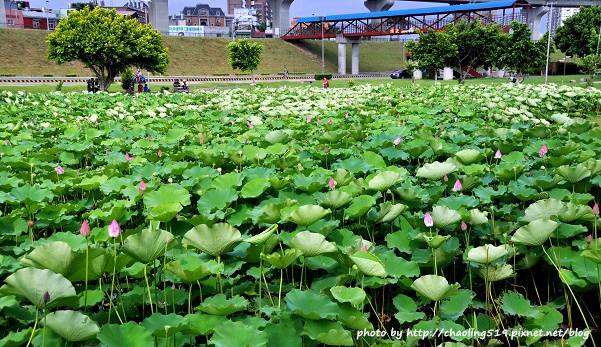 二重疏洪荷花公園-3.JPG