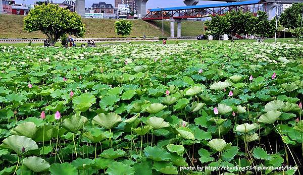 二重疏洪荷花公園-3.JPG