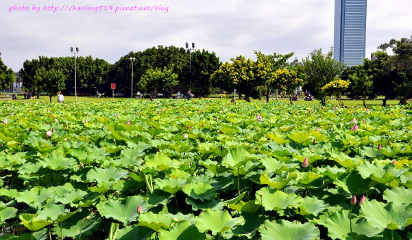 二重疏洪荷花公園-2.JPG