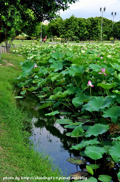 二重疏洪荷花公園-8.JPG