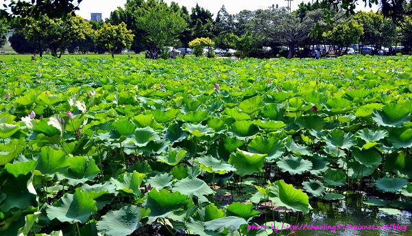 二重疏洪荷花公園-5.JPG