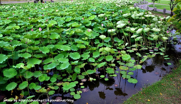 二重疏洪荷花公園-7.JPG