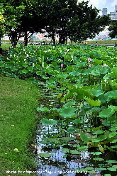 二重疏洪荷花公園-9.JPG