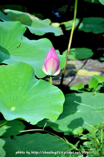 二重疏洪荷花公園-10.JPG