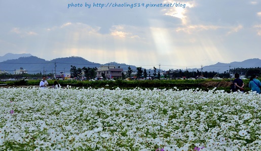 2015臺中花毯節-4.JPG