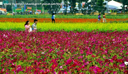 2015臺中花毯節-5.JPG