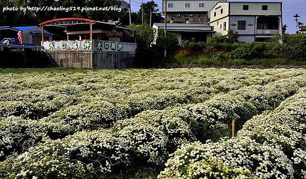 苗栗銅鑼杭菊-2.JPG