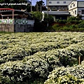 苗栗銅鑼杭菊-2.JPG