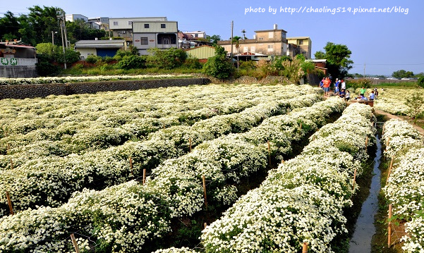 苗栗銅鑼杭菊-5.JPG