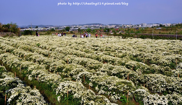 苗栗銅鑼杭菊-3.JPG