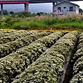 苗栗銅鑼杭菊-7.JPG