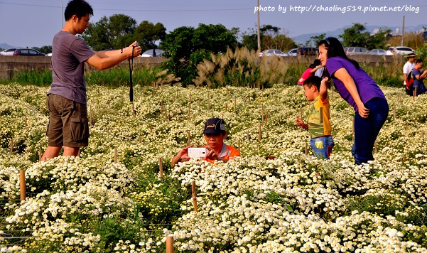 苗栗銅鑼杭菊-16.JPG