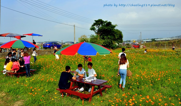 苗栗銅鑼杭菊-21.JPG