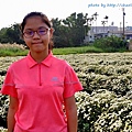 苗栗銅鑼杭菊-20.JPG