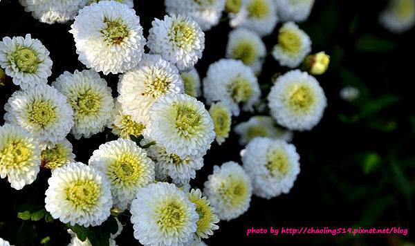 苗栗銅鑼杭菊-22.JPG