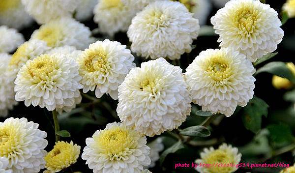 苗栗銅鑼杭菊-23.JPG
