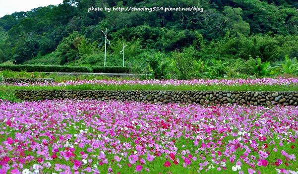 林口頂福花海-1.JPG