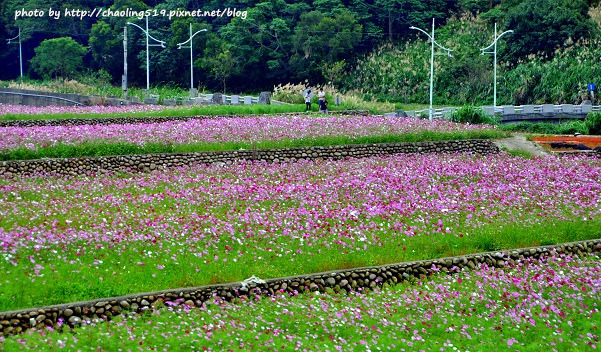 林口頂福花海-2.JPG