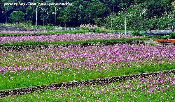 林口頂福花海-2.JPG