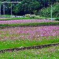 林口頂福花海-2.JPG