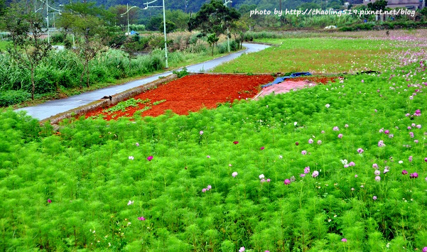 林口頂福花海-3.JPG