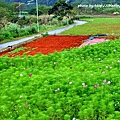 林口頂福花海-3.JPG