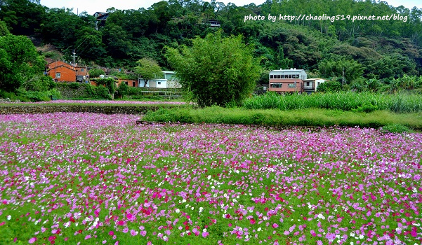 林口頂福花海-7.JPG