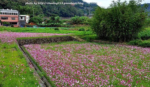 林口頂福花海-9.JPG